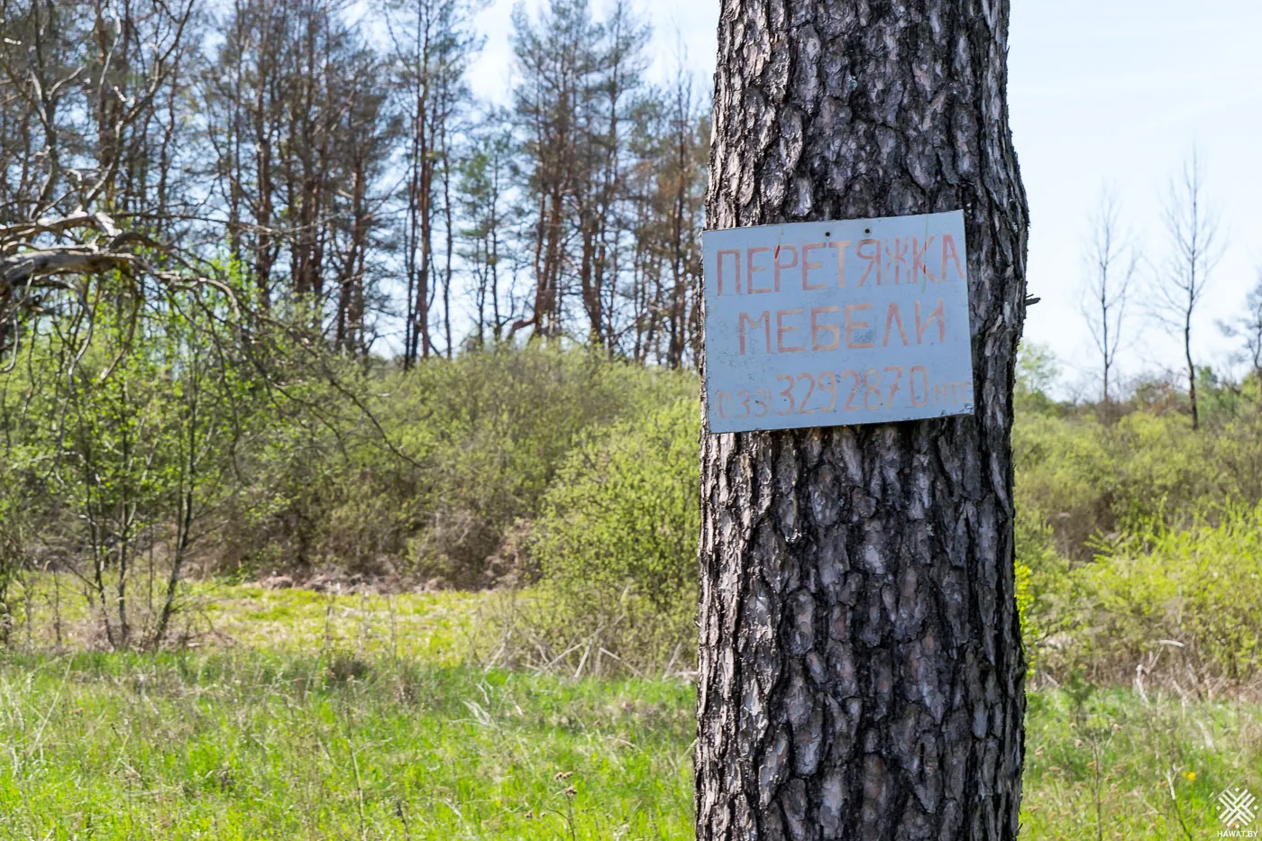 Реклама на дереве