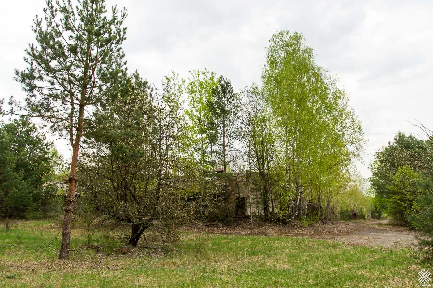 Заросшая деревьями территория животноводческого комплекса