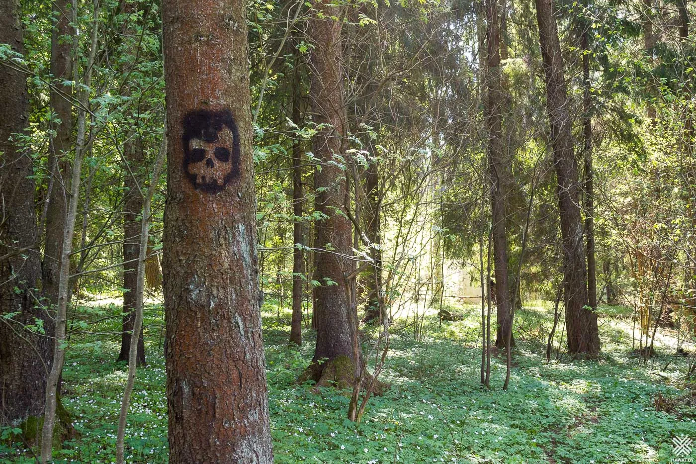 Рисунок на дереве
